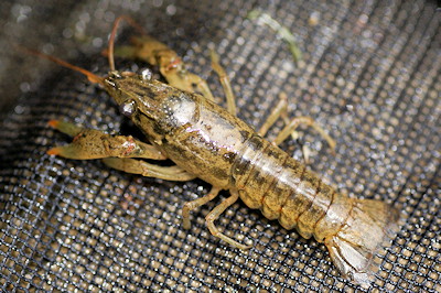crayfish resemble miniature lobsters