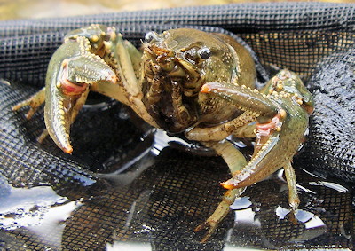 Crayfish front view