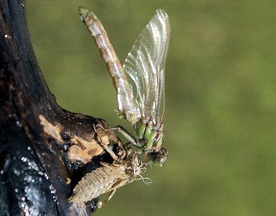 Emerging Dragonfly