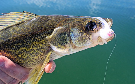 Walleye On The Fly
